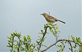 White-browed Scrub-Robinborder=